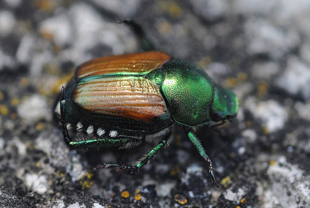 Popillia japonica, Rutelidae - nuovo alieno in Italia